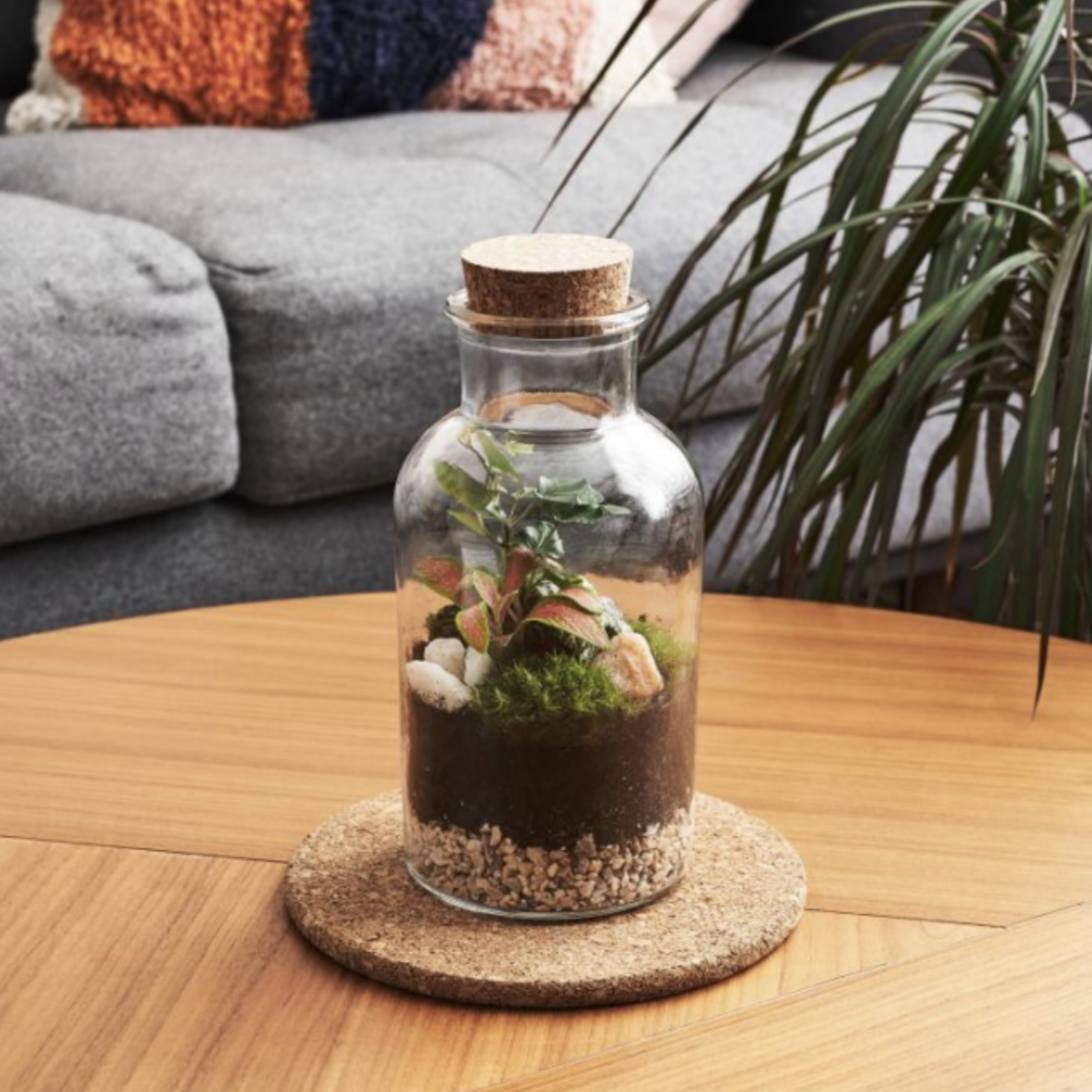 Terrarium Workshop